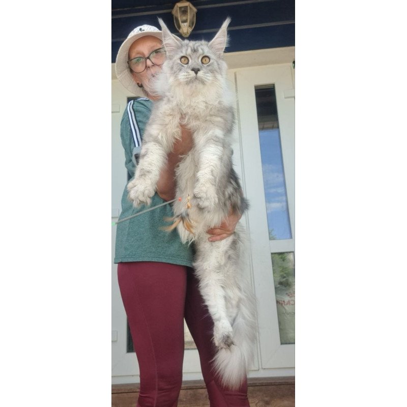 Maine Coon A Caesar