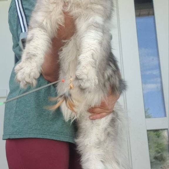 Maine Coon A Caesar