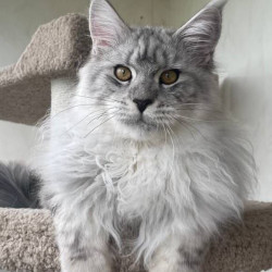 Maine Coon A Caesar 02