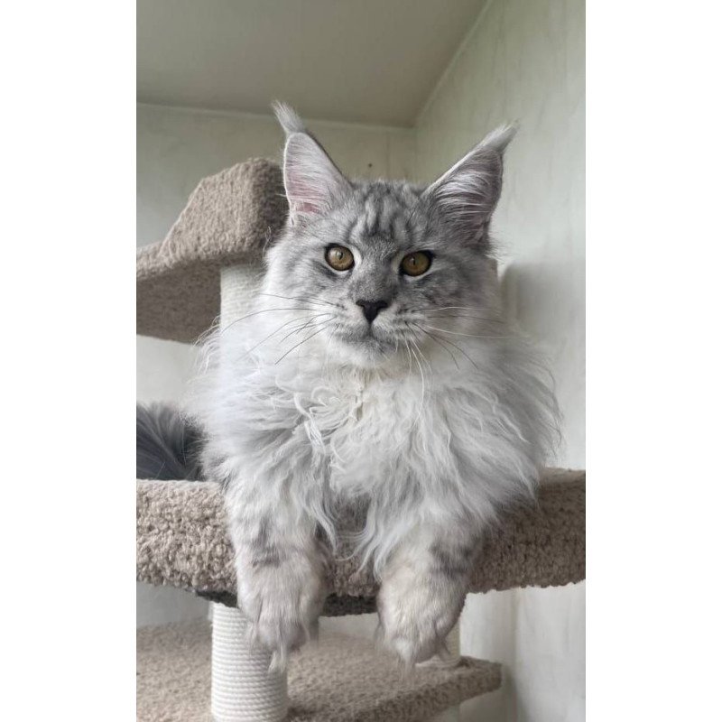 Maine Coon A Caesar 02