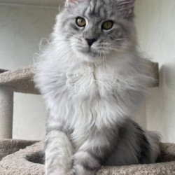 Maine Coon A Caesar 02
