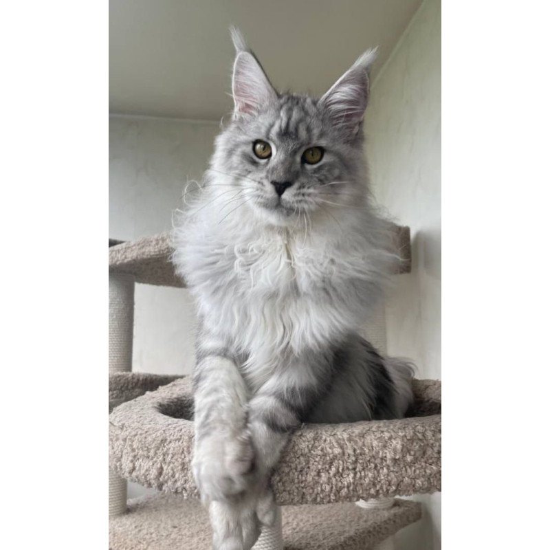 Maine Coon A Caesar 02