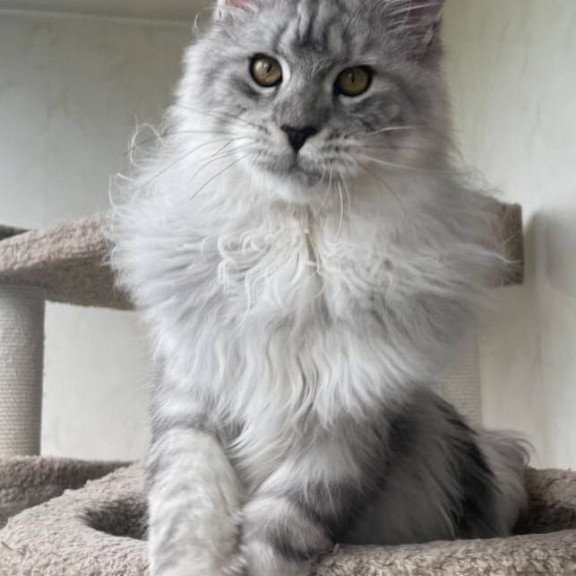 Maine Coon A Caesar 02