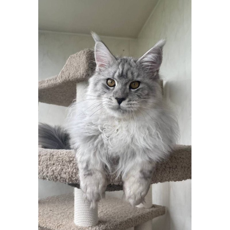 Maine Coon A Caesar 02