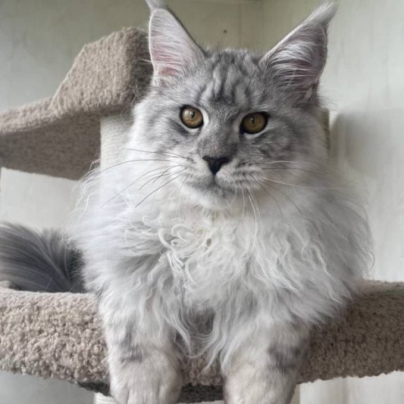 Maine Coon A Caesar 02