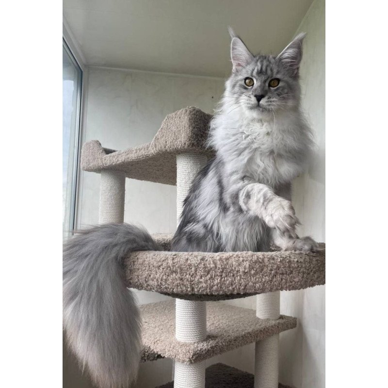 Maine Coon A Caesar 02