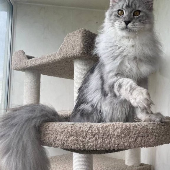 Maine Coon A Caesar 02