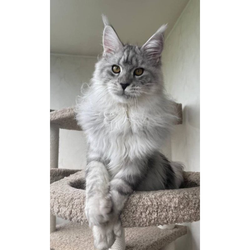 Maine Coon A Caesar 02