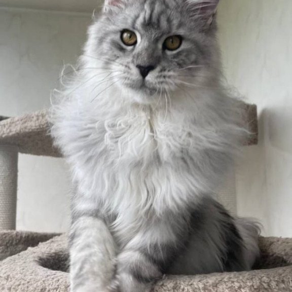 Maine Coon A Caesar 02