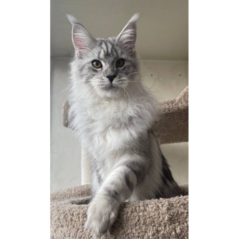 Maine Coon A Caesar 02