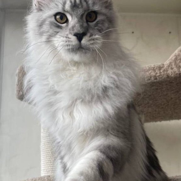 Maine Coon A Caesar 02
