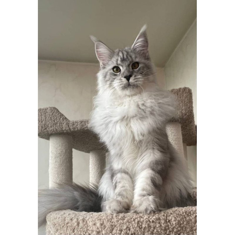 Maine Coon A Caesar 02