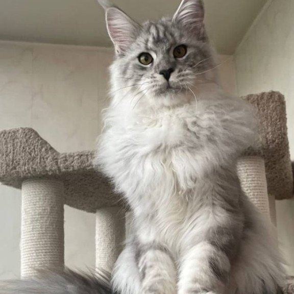 Maine Coon A Caesar 02