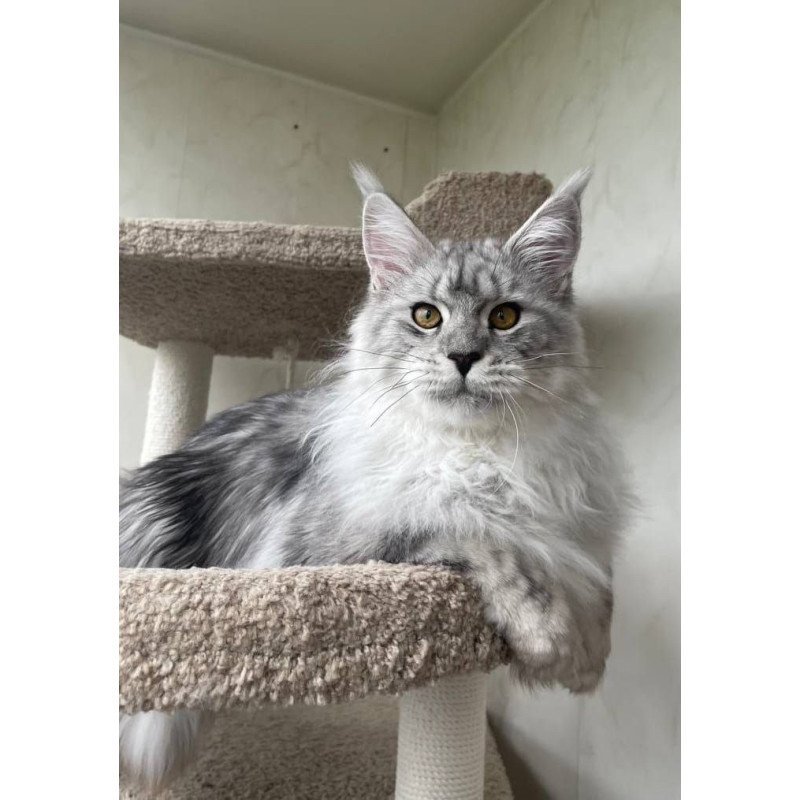 Maine Coon A Caesar 02