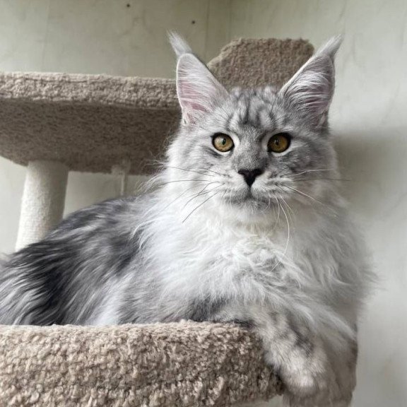 Maine Coon A Caesar 02
