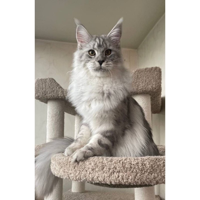 Maine Coon A Caesar 02