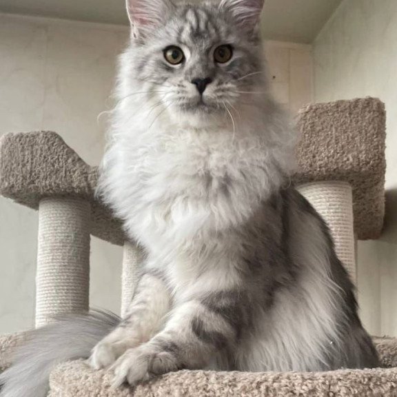 Maine Coon A Caesar 02