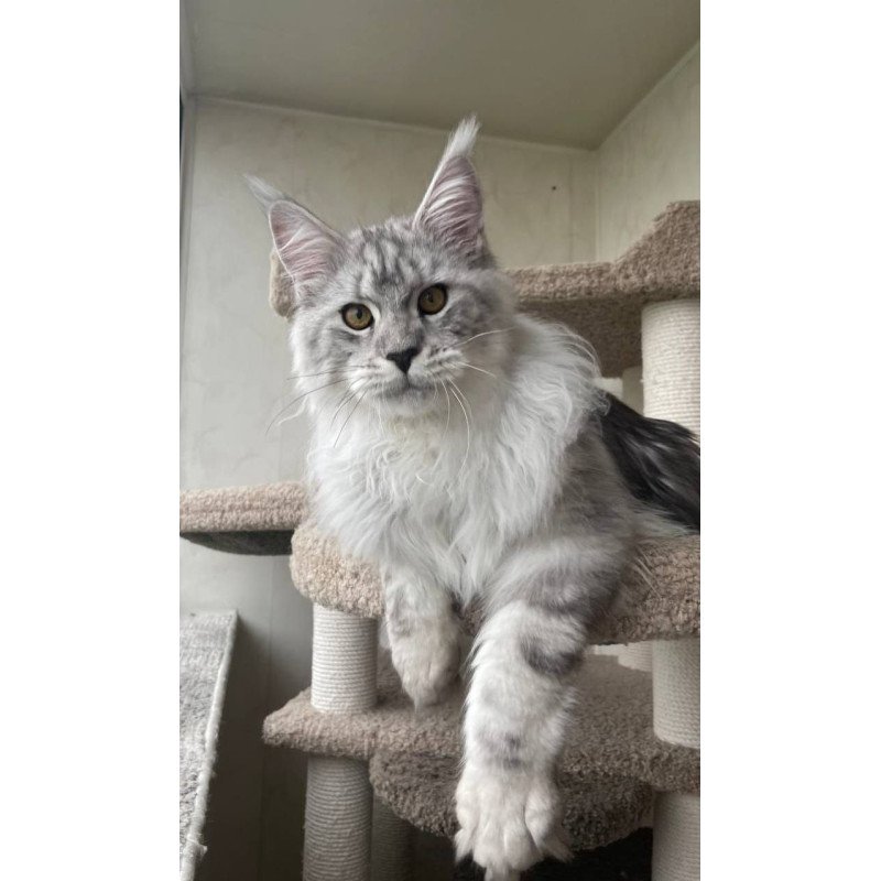Maine Coon A Caesar 02