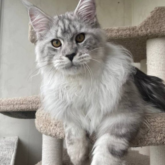 Maine Coon A Caesar 02