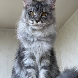 Maine Coon A Cirilla 02