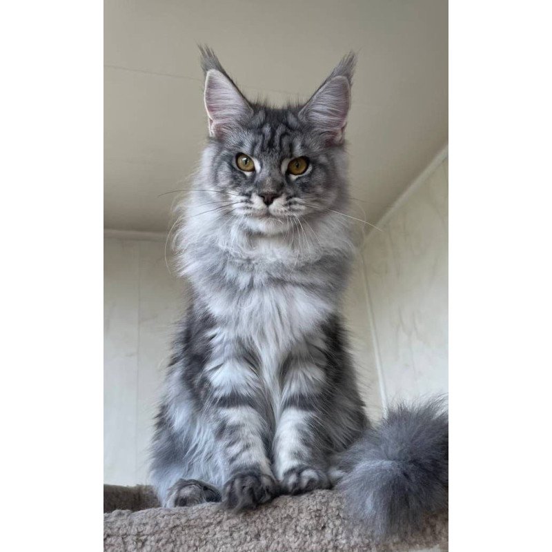 Maine Coon A Cirilla 02