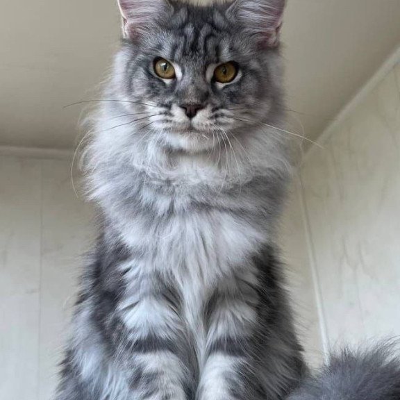 Maine Coon A Cirilla 02
