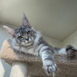 Maine Coon A Cirilla 02