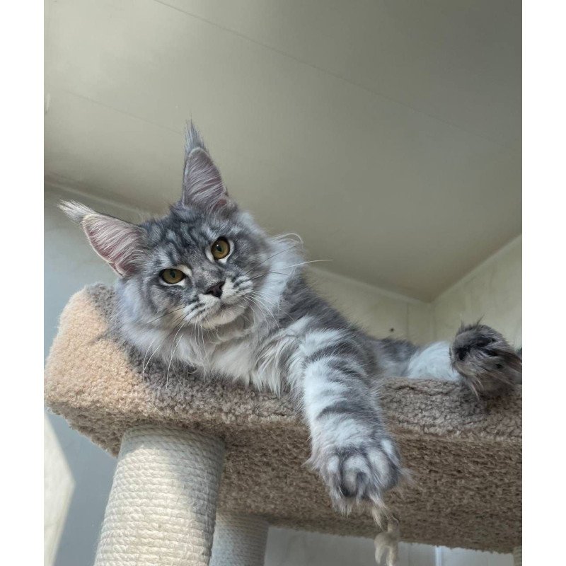 Maine Coon A Cirilla 02