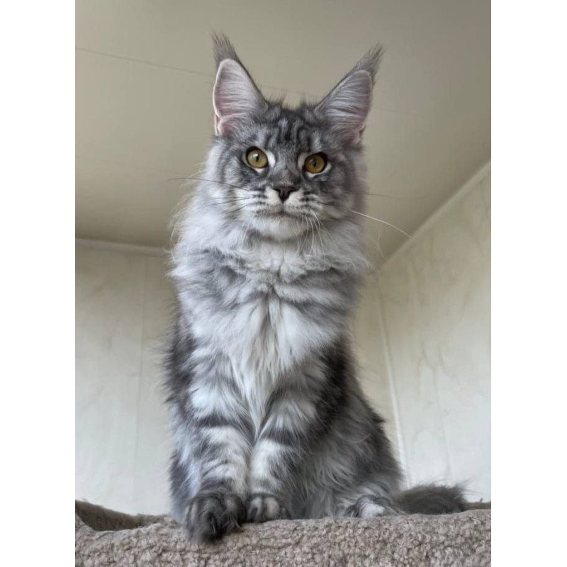 Maine Coon A Cirilla 02
