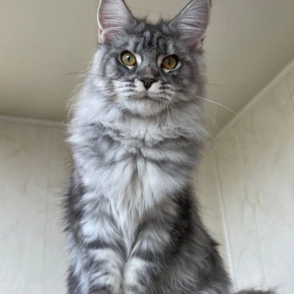 Maine Coon A Cirilla 02