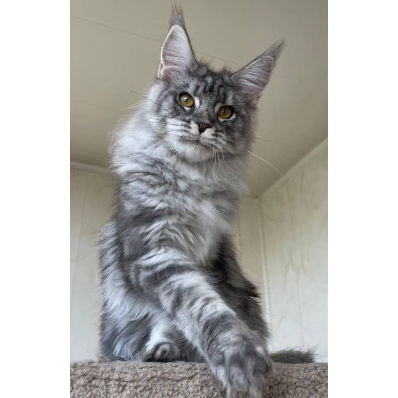 Maine Coon A Cirilla 02