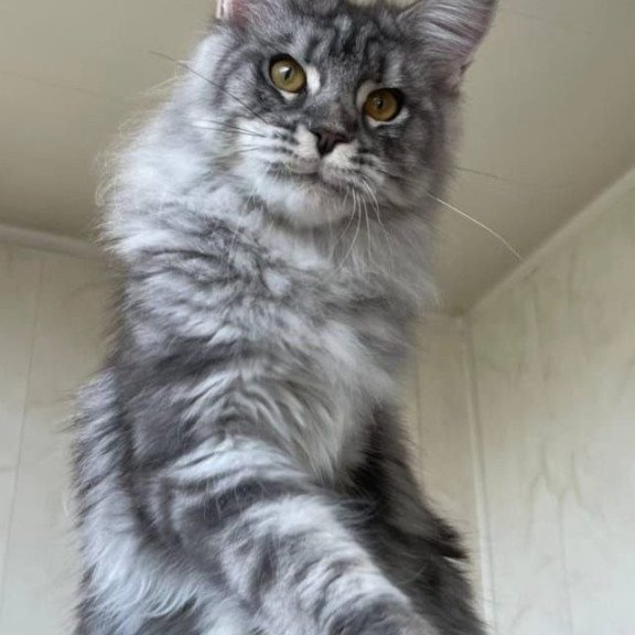 Maine Coon A Cirilla 02