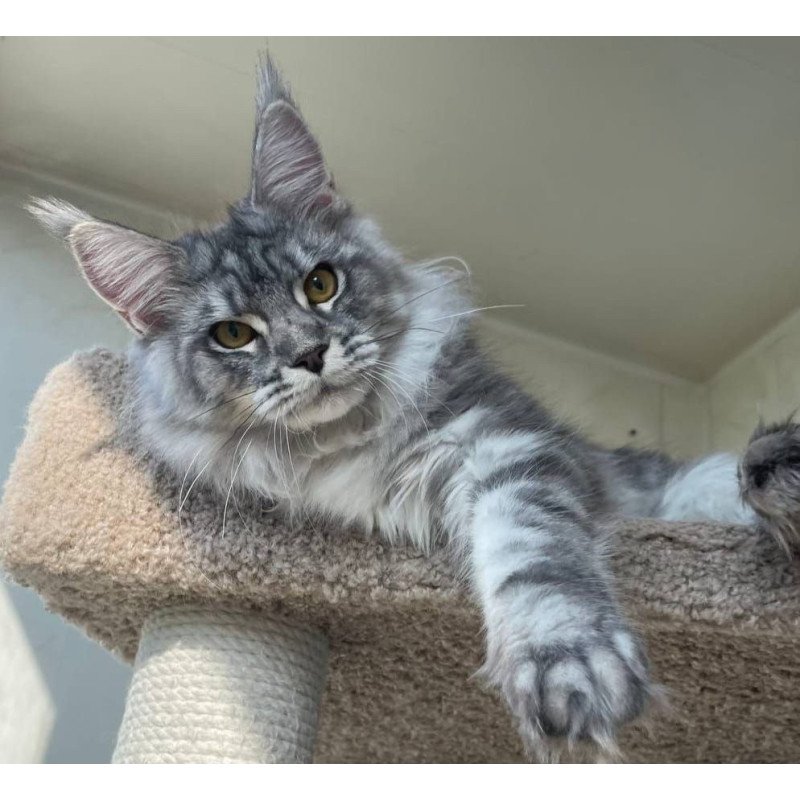 Maine Coon A Cirilla 02