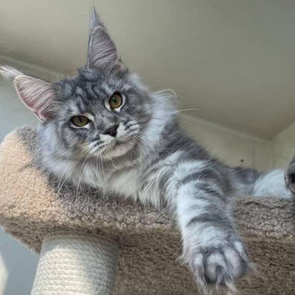 Maine Coon A Cirilla 02