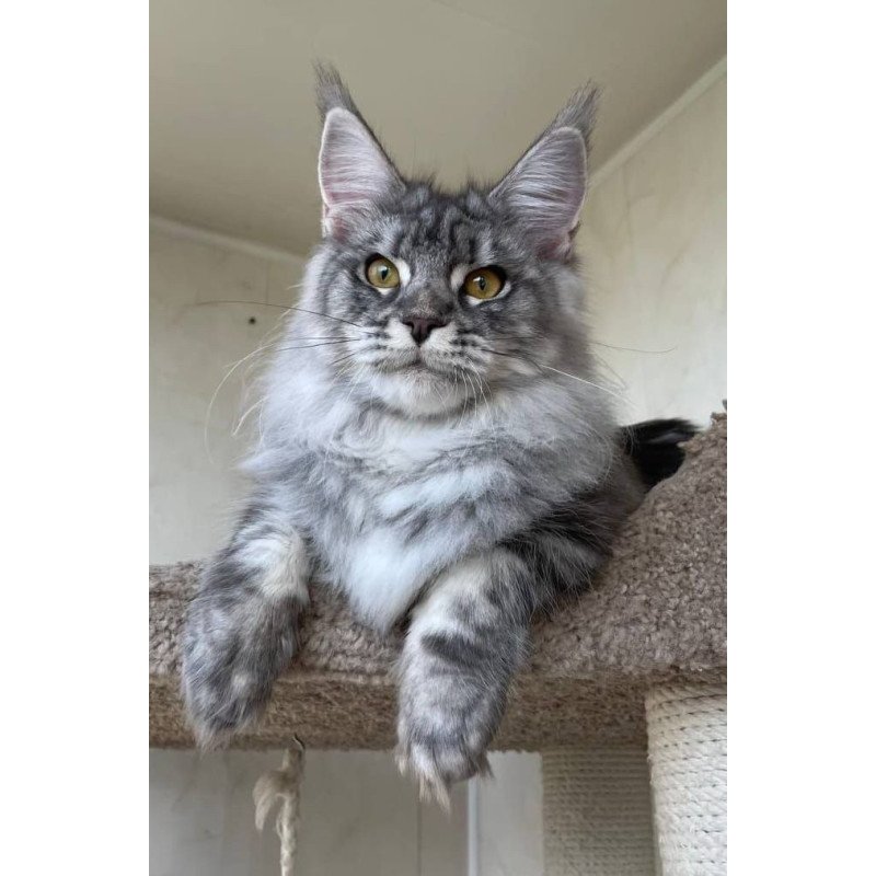 Maine Coon A Cirilla 02