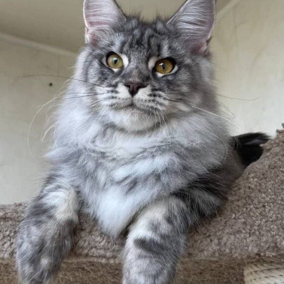 Maine Coon A Cirilla 02