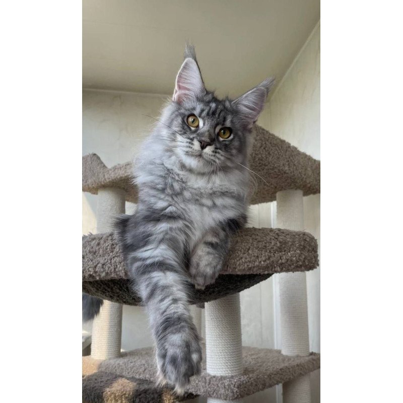Maine Coon A Cirilla 02