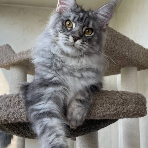 Maine Coon A Cirilla 02