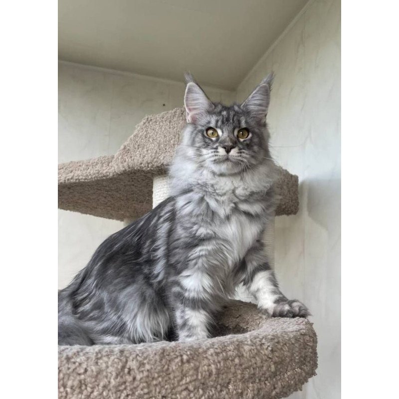 Maine Coon A Cirilla 02