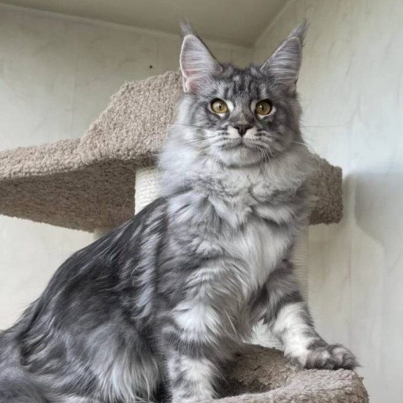 Maine Coon A Cirilla 02
