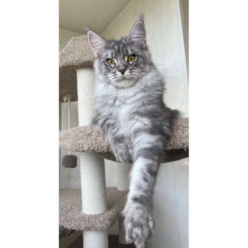 Maine Coon A Cirilla 02