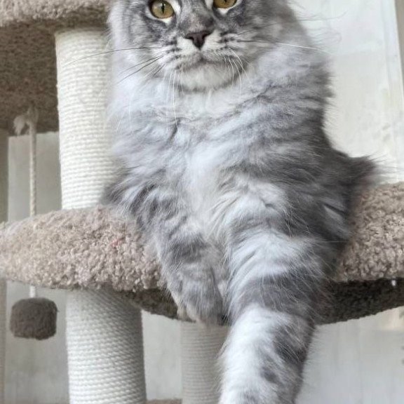Maine Coon A Cirilla 02