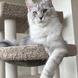 Maine Coon A Cevelina 02