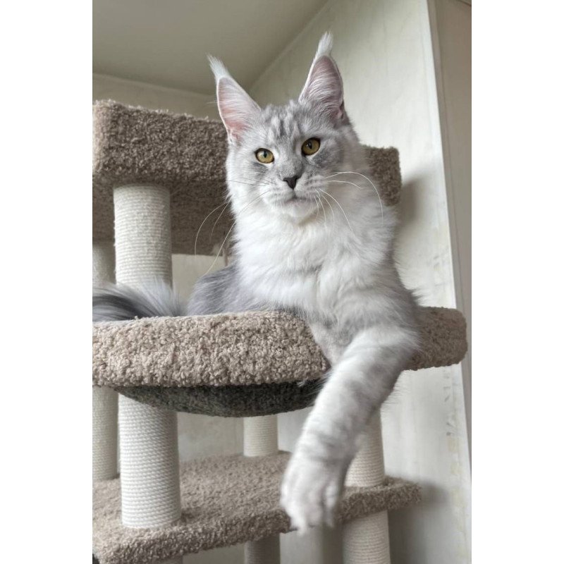 Maine Coon A Cevelina 02