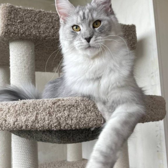 Maine Coon A Cevelina 02