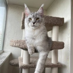 Maine Coon A Cevelina 02
