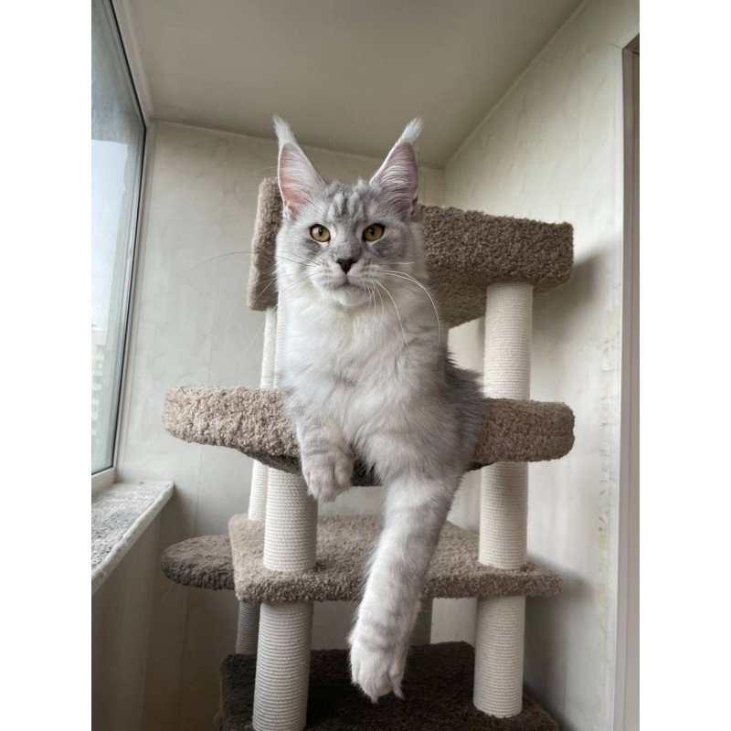 Maine Coon A Cevelina 02