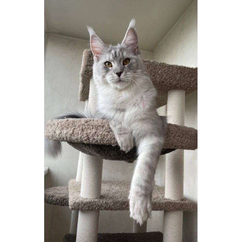 Maine Coon A Cevelina 02