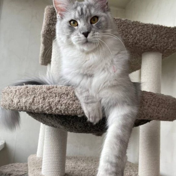Maine Coon A Cevelina 02