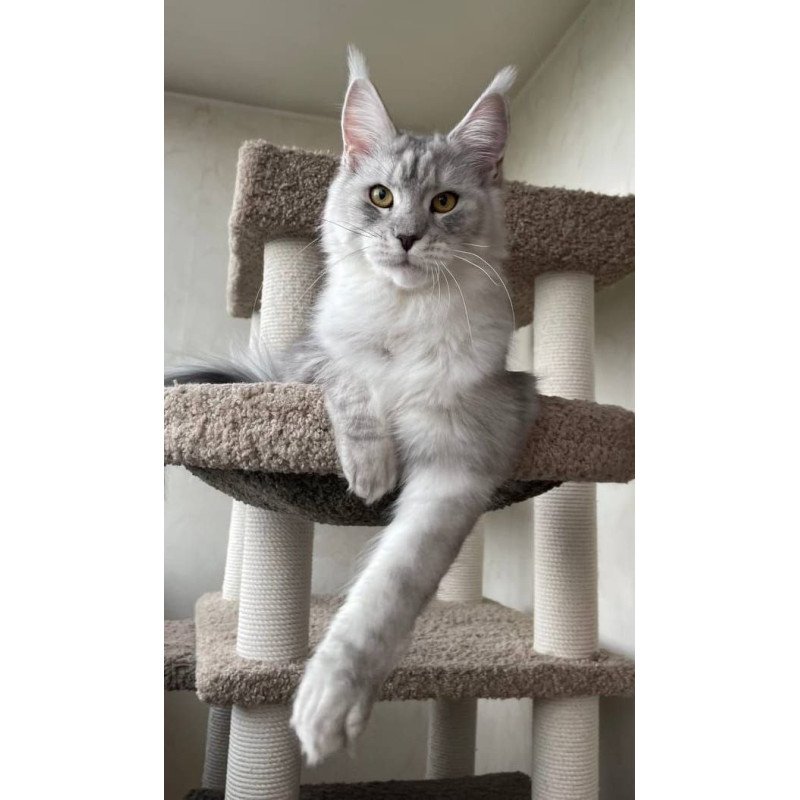 Maine Coon A Cevelina 02